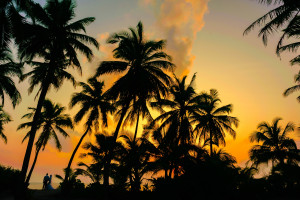 Coconut Trees Sunset